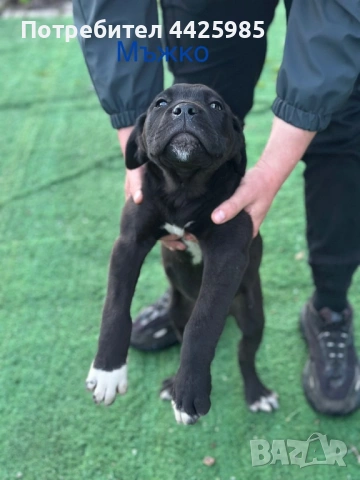 Cane Corso , снимка 2 - Кане корсо - 54024886