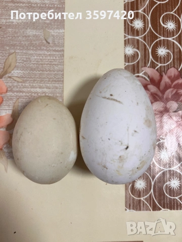 Патешки и гъши оплодени яйца 