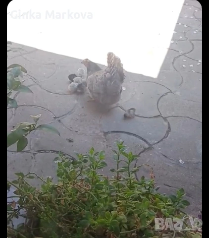 Декоративна кокошка с пиленца - 30 евро