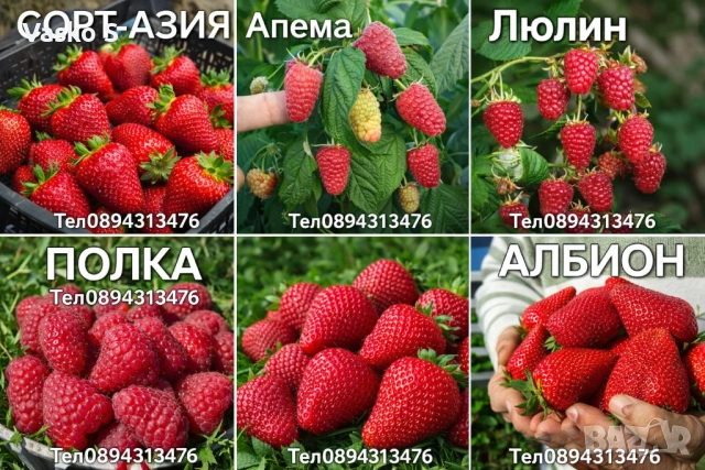 Качествен разсад на малини и ягоди, снимка 7 - Градински цветя и растения - 53447087