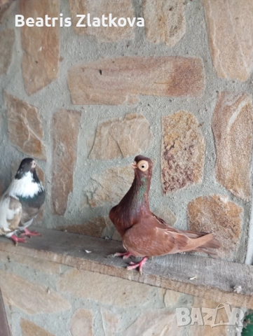 продавам гълъби, снимка 7 - Гълъби - 52593056