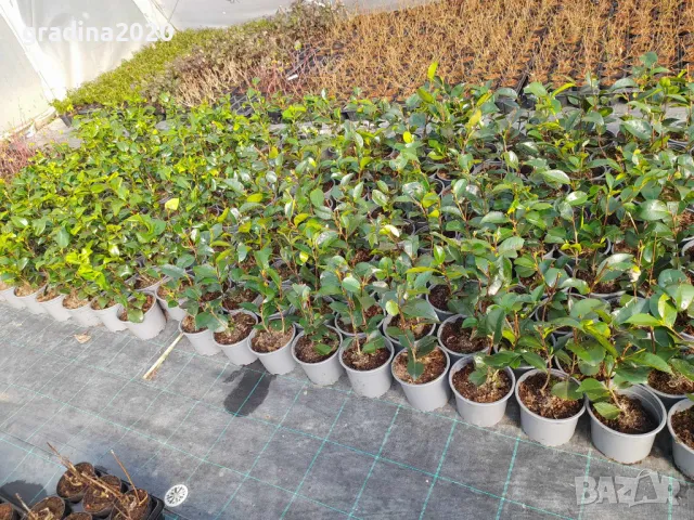 Камелия -Студоустойчива ,кичеста и вечнозелена Наличнични 2 цвята, снимка 4 - Разсади - 49499355