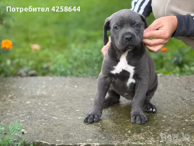 Cane Corso (Кане Корсо) Кучета, снимка 2 - Други - 47486577