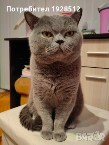 Мъжки късокосмест британец за разплод, снимка 11 - Британска късокосместа - 45709243