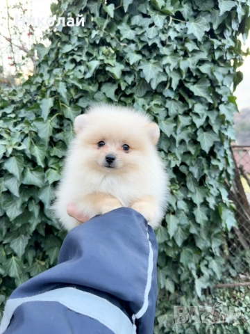 Померан мини момче със втора ваксина, снимка 4 - Померан - 53740684
