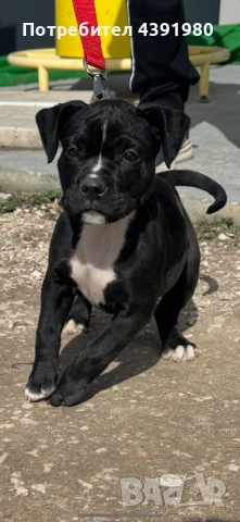 Женски питбул на 2 месеца 