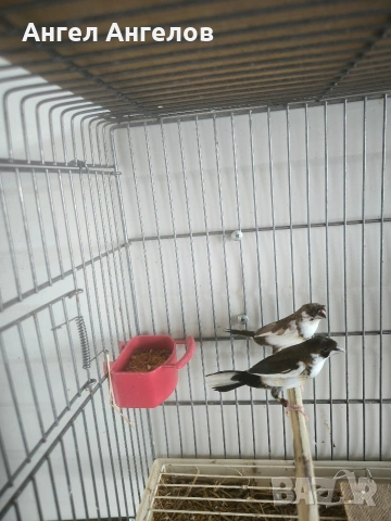 зеброви амадини и японски амадини , снимка 4 - Амадини - 54137748