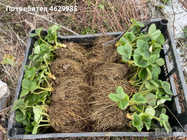 Продавам разсад ягоди