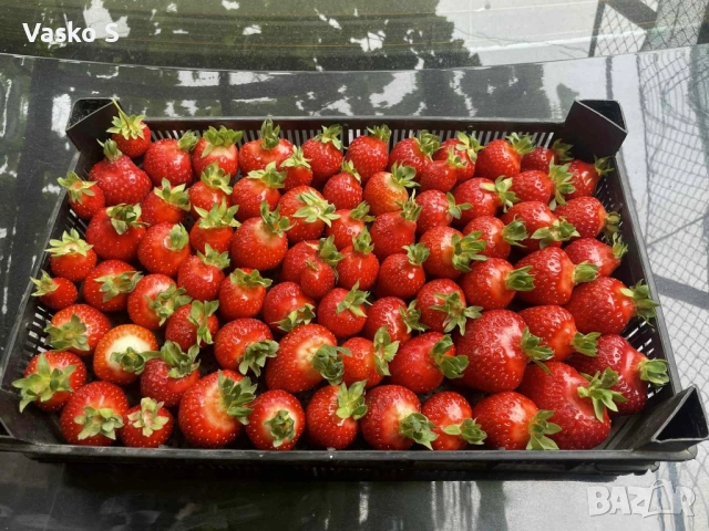 Ягоди, снимка 4 - Градински цветя и растения - 53472392