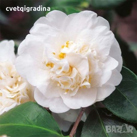 Camellia Nobilissima (Камелия Нобилисима), снимка 1 - Градински цветя и растения - 45957126