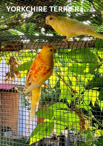 Пойни Рубино-чифт