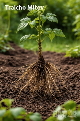 Расад ягоди и малини , снимка 5 - Градински цветя и растения - 54134801