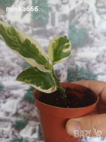 Еуфобрия педилантус