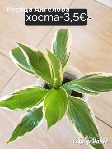 Цветя , снимка 3 - Стайни растения - 53239789