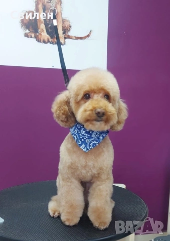 Мъжки Мини Пудел(За Разплод) на 4 г ,с родословие(Тест за генна чистота )Варна, снимка 10 - Пудели - 42629676