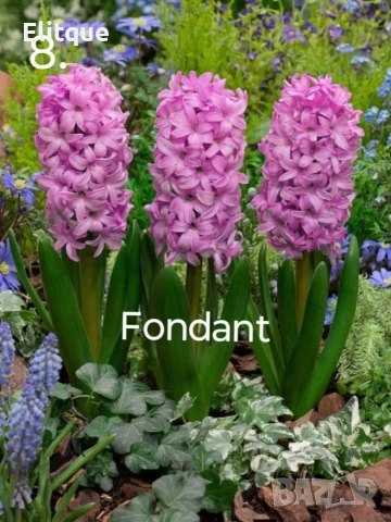 зюмбюл , снимка 14 - Градински цветя и растения - 53265198