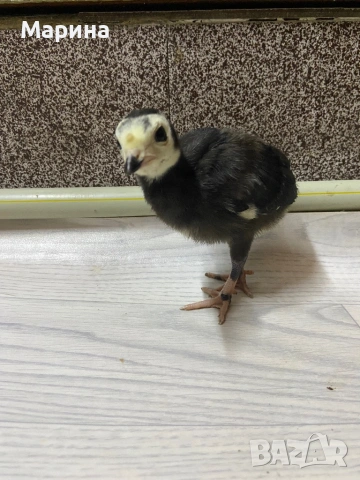 АРТИСАН, грСвищов, снимка 6 - Други животни - 53832567