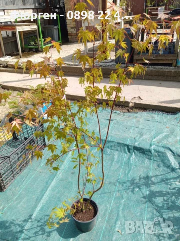 Японски клен - АЦЕР Налични 5 вида Студоустойчиви, снимка 8 - Разсади - 50406492