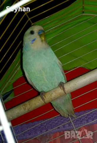 Папагали чифт 