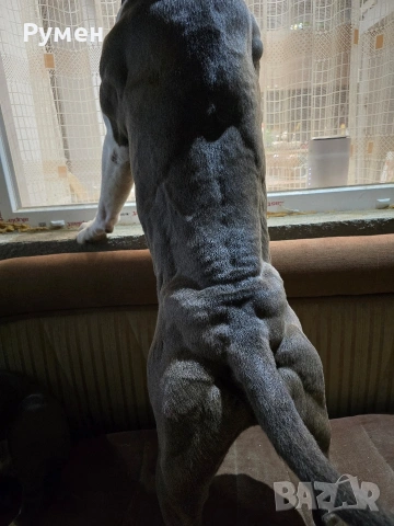 Американски стафордшир териер , снимка 13 - Американски стафордширски териер - 54059702