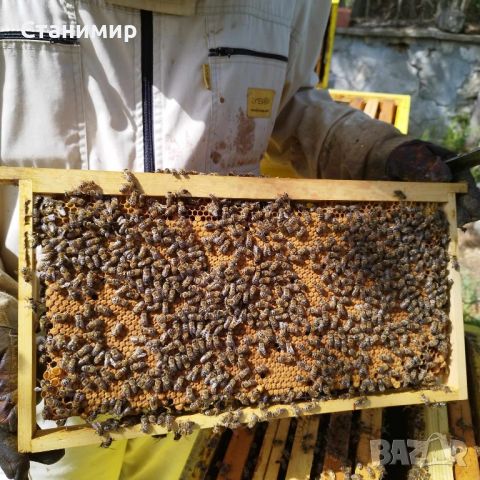 Малки пчелни семейства / ОТВОДКИ, снимка 4 - Други животни - 45545459