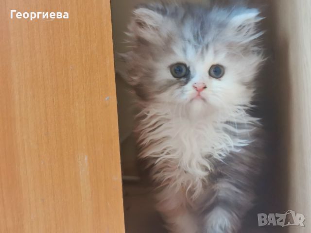 Персийски котета, персийче, персийска котка 