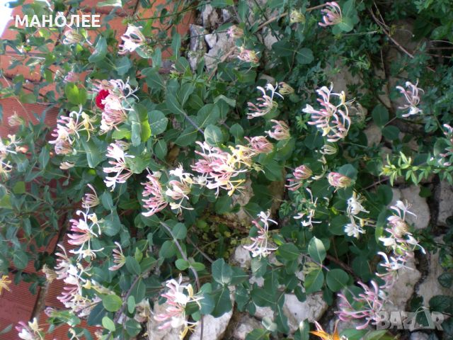 Лоницера - втори вид, снимка 2 - Градински цветя и растения - 45540498