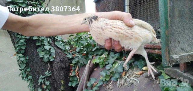 Продавам мъжки Манджурски и Тексаски Бройлерен пътпъдъци 3 лева за брой , снимка 9 - Кокошки и пуйки - 51025907