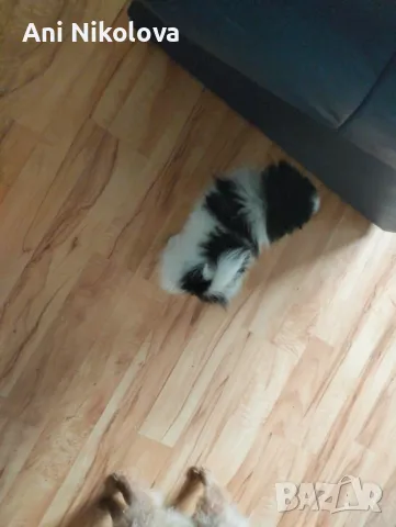 Мини шпиц , снимка 7 - Померан - 49781285