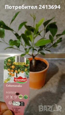 каламондин 