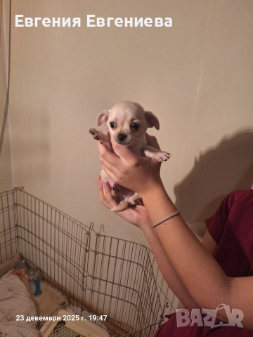 Мини чихуахуа,две момчета и две момичета., снимка 8 - Чихуахуа - 52887110