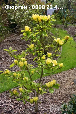 Жълта Магнолия - Златна мечта, снимка 2 - Разсади - 50794522