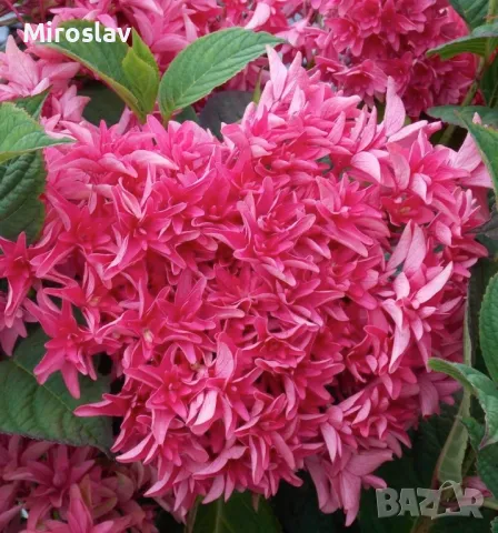 Хортензия Принцеса Даяна, снимка 2 - Градински цветя и растения - 50205799