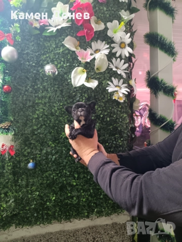 Френски булдог , снимка 13 - Френски булдог - 52957098