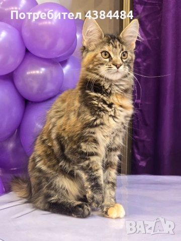 Котенца мейн куун, снимка 4 - Мейн кун - 54137626