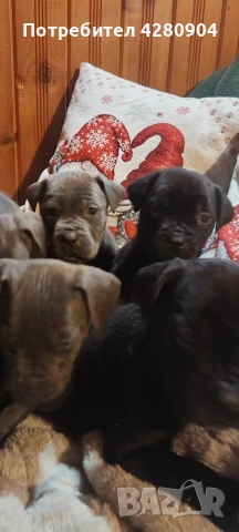 кане корсо бебета, снимка 2 - Кане корсо - 53035265