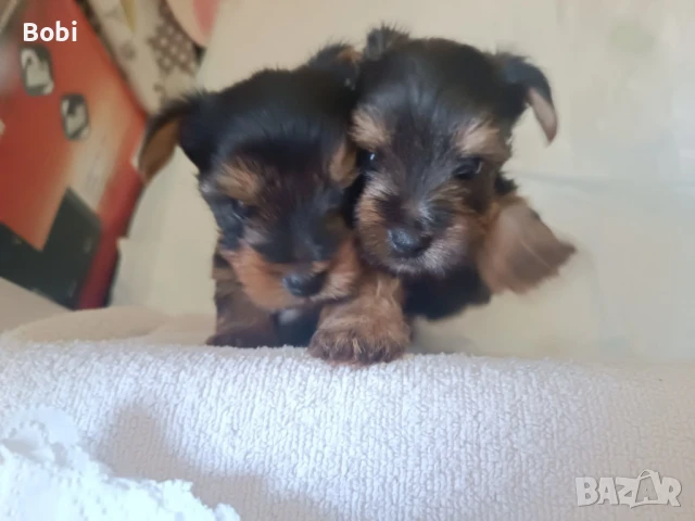 Йоркширски териер , снимка 1