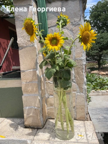 Голяма стъклена ваза цилиндър.