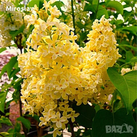 Жълт Люляк ("Primrose"), снимка 7 - Градински цветя и растения - 54008979