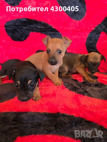 мини чиху пинчери