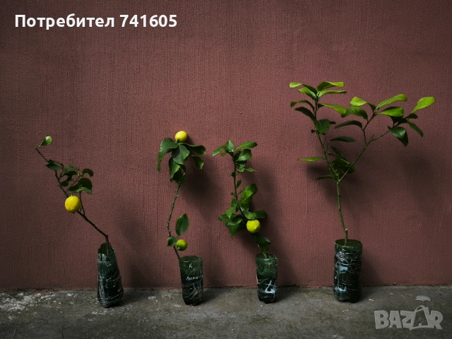 Цитросови дървета- лимон, мандарина, кункуат, грейпфрут, снимка 2 - Градински цветя и растения - 54008612