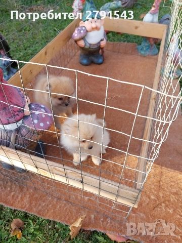 померан померанче , снимка 2 - Померан - 52725267