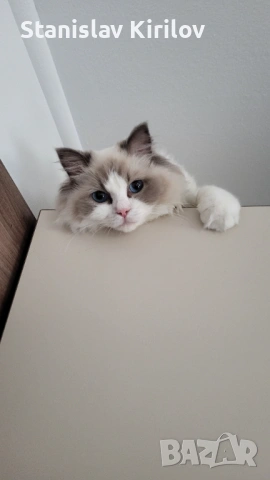 Женски рагдол си търси родословен партньор, снимка 2 - Други - 53946168