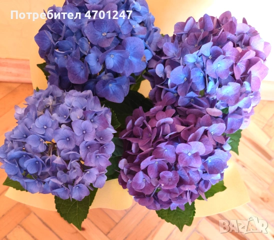 Декоративно цвете Хортензия, снимка 2 - Стайни растения - 53981670