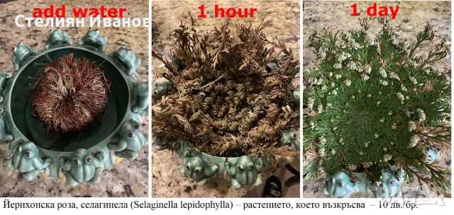 Йерихонска роза, rose of Jericho, селагинела (Selaginella lepidophylla), снимка 1 - Стайни растения - 47954360