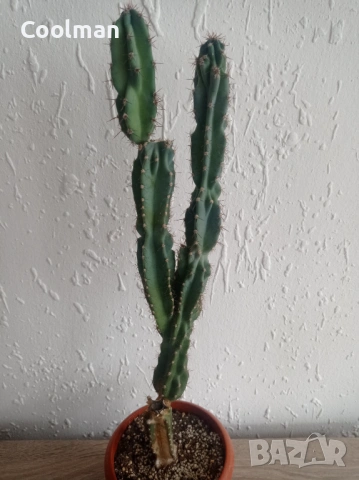 Кактус Cereus , снимка 2 - Стайни растения - 54077094