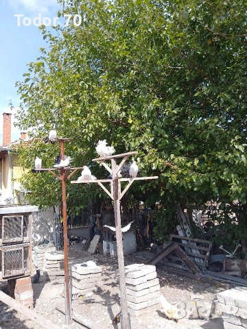 Гълъби, снимка 2 - Гълъби - 53740671