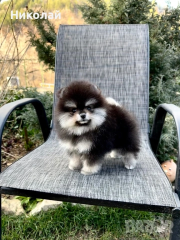 Померан мини момиче. Померанче, снимка 7 - Померан - 53647006