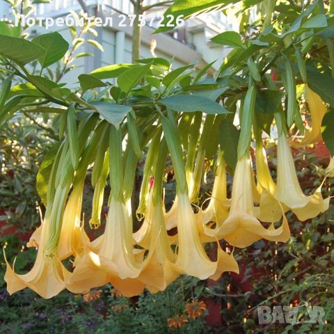 Brugmansia suaveolens , снимка 1 - Стайни растения - 46427276