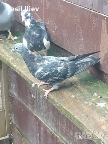 Има Бодан шанан Раде Матик кинчати 30 евро за бройка , снимка 7 - Гълъби - 54014898